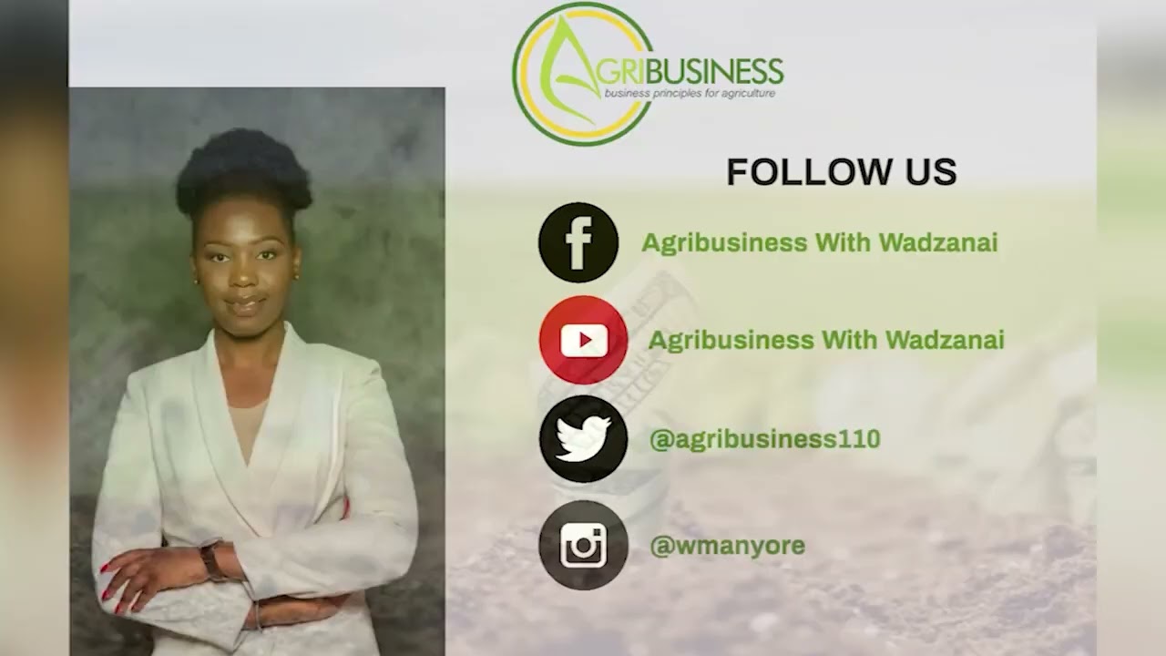 vegetable industry of Zimbabwe with AVANOS SEEDS