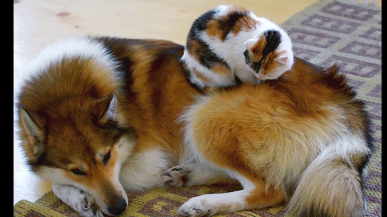 Продать фотографии животных. Кошки и собаки. Дружба животные. Дружба животных разных видов. Животные спят вместе.
