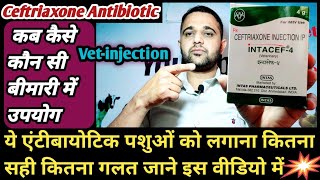 Vet-injection:-INTACEF(Ceftriaxone)Antibiotic का उपयोग पशुओं में कौन सी बीमारी में कब और कैसे करें! screenshot 1