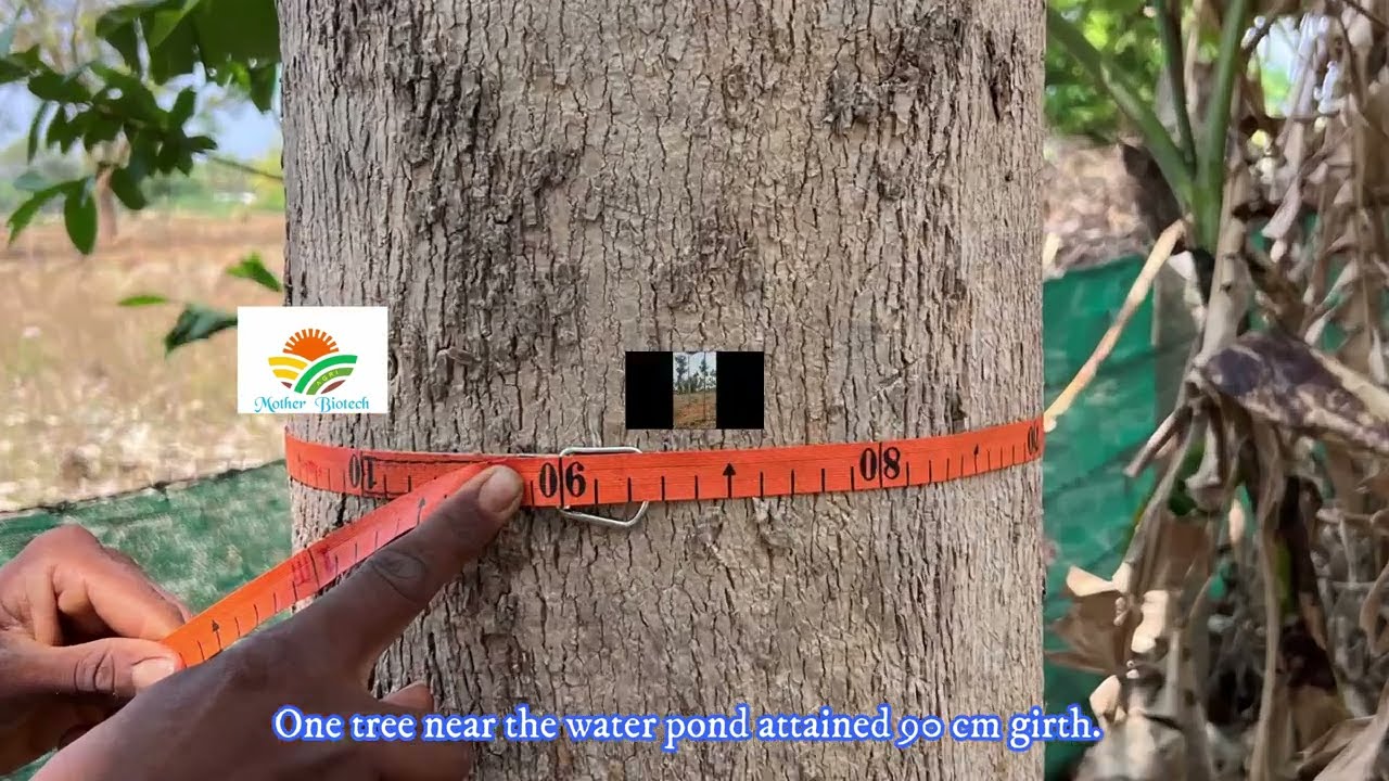 Advantages of Growing Tissue - cultured Clonal teak plants