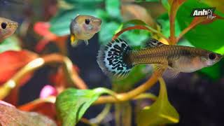 3 EXTREMELY BASIC RULES TO RAISE FISH WITHOUT DEATH | Guppy Diary screenshot 5