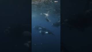 A POD OF WILD ORCAS SWAM RIGHT BELOW ME 🥹🤍🖤 #shorts #orca #ocean
