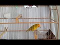 Canto Canário Terra Começou Esquenta Ouvindo Canto Da Fêmea