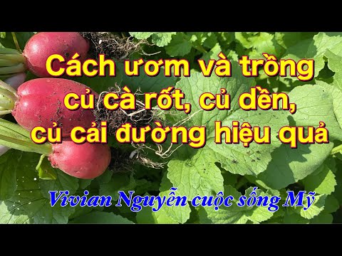 Video: Củ Cải đường Hoặc Củ Dền