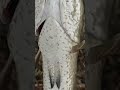 Strike Monster ikan gabus rawa
