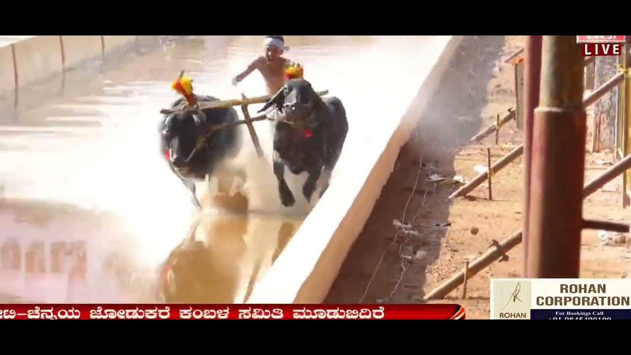 #kambala #kambalalive —  Kambala_video YouTube video