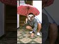 😂🤣 #ytshorts #humor #like #animals #chihuahua #perros #dog #funny v4126