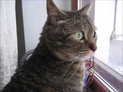 cat แปลว่า Pretty eyes