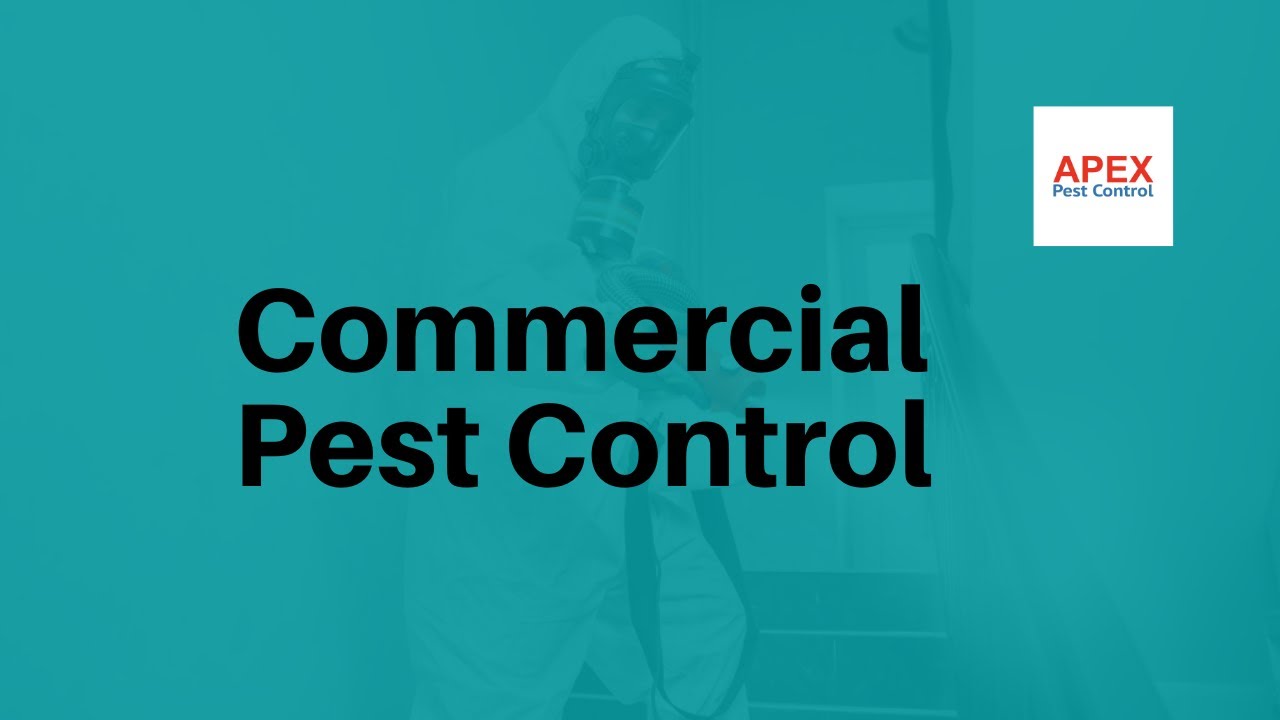 Commercial Pest Control Apex Pest Control Yorkshire, UK YouTube