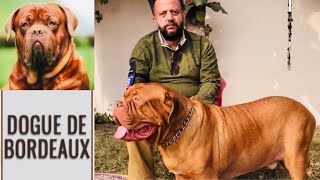 Dogue de Bordeaux  Interest Facts about French Mastiff Dog  की ये बातें आप भी नहीं जानते होंगे