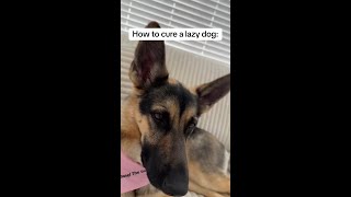 INSTANT lazy dog cure #dog