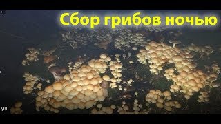 Самые большие грибы появляются ночью!!! Самые большие грибы появляются ночью!!!