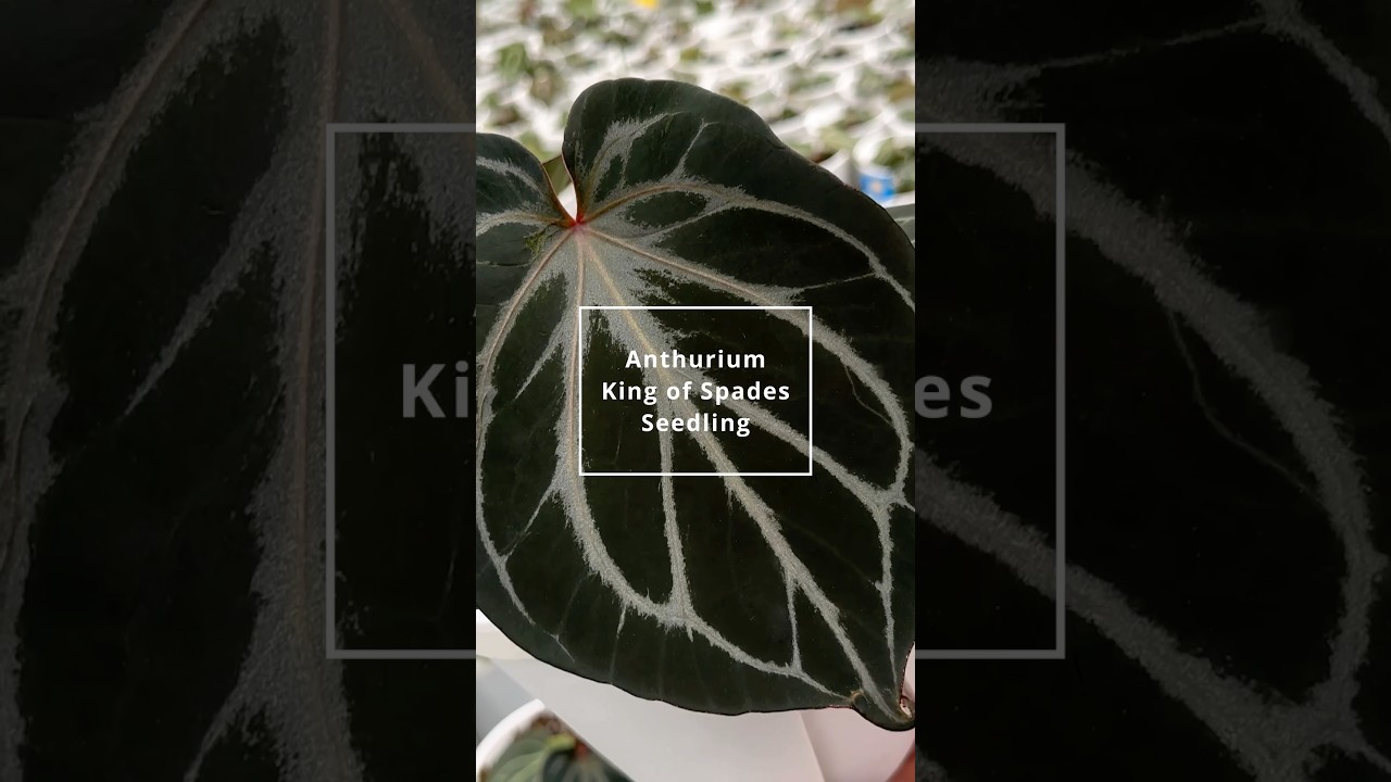 These Anthurium King of Spades Selfing are Diverse and Wild  - YouTube