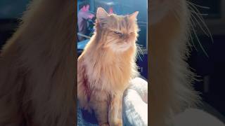 Finally Yellow Boy got some sun shines today! #cat #funnycats #cutecat #shorts