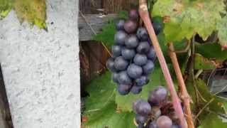 The start of a mini series where i showcase my grape vines, muscat
bleu and lakemont seedless.