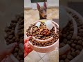 Feeding my dog’s breakfast #dobermanlove #asmreating #pets #reddoberman #dogsofyoutube #petsvlog