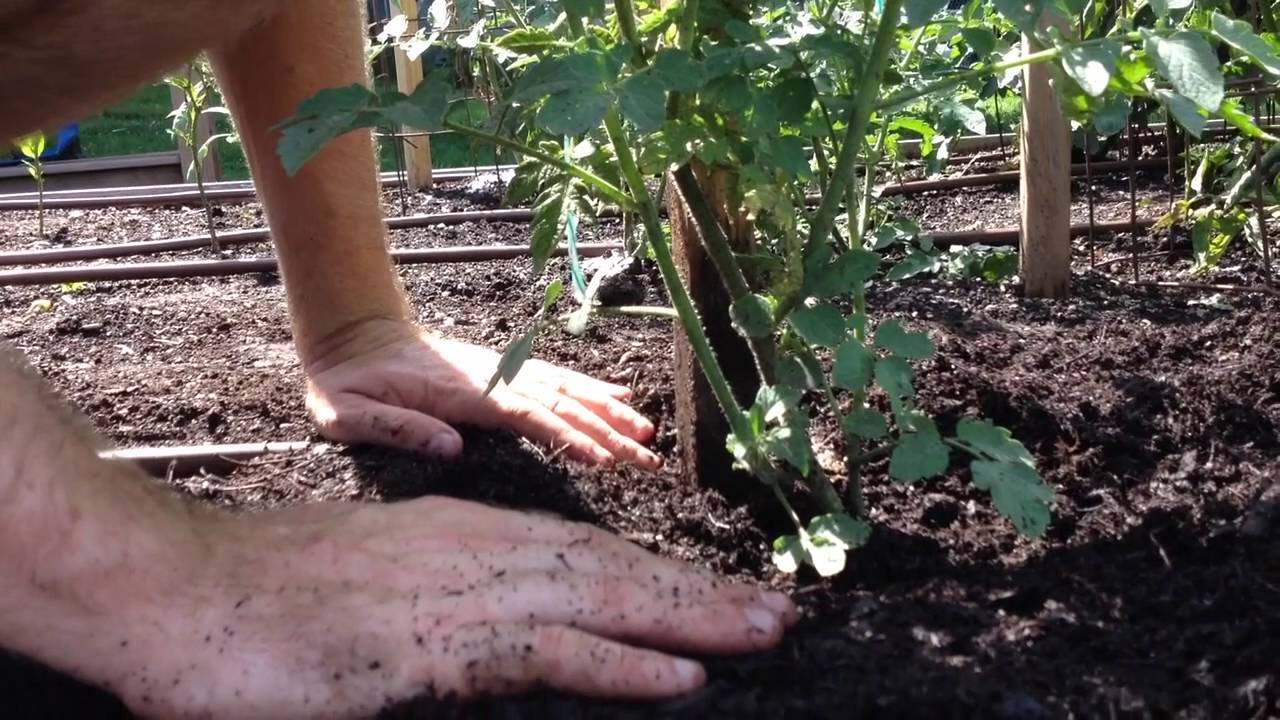 This Week in the Community Garden Mulching Tomatoes YouTube