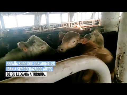 Tras meses a la deriva, los 1.700 animales del buque Elbeik serán sacrificados