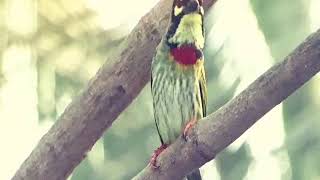 How does a call of coppersmith barbet sound (Animal behavior - Mating calls) Megalaima Haemacephala screenshot 3