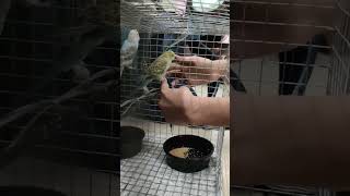 my new hand tame budgies #music #hand tame
