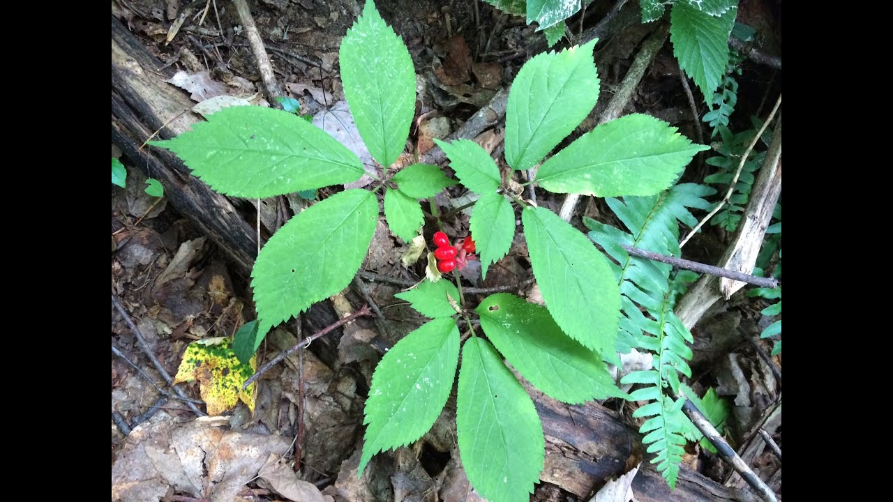  Ginseng hunting video first day in 2020 season YouTube