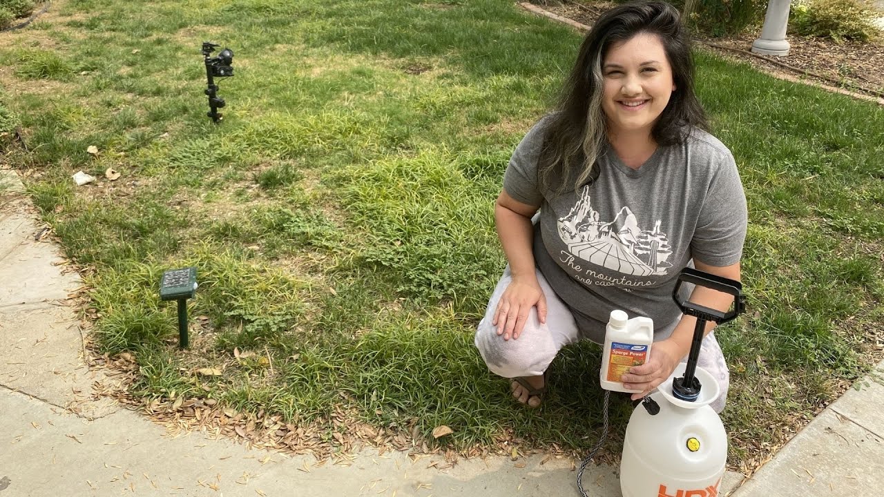 Fixing my Front Lawn Part 2 Spurge Power! YouTube