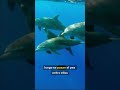 "Los delfines también se drogan 😳" #datoscurisos