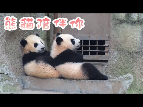 《熊貓主題趴》熊貓演繹“陪伴是最長情的告白” | iPanda熊貓頻道