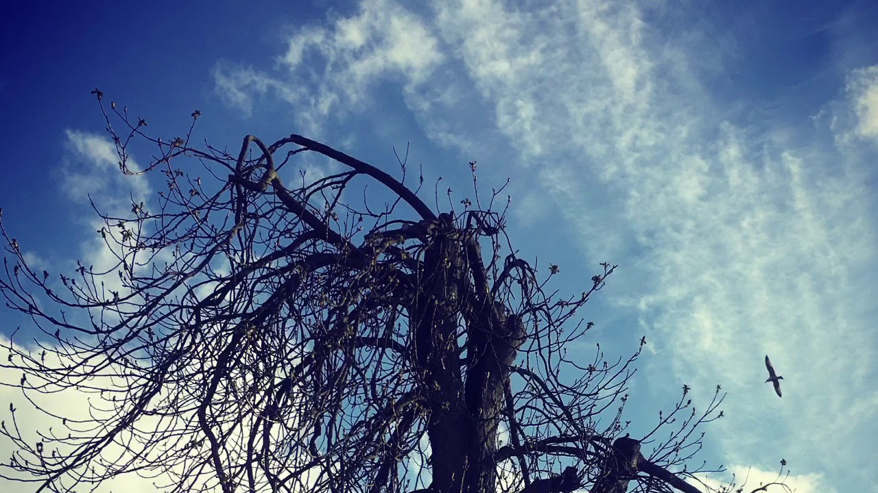 Crawl Mississippi Blues YouTube