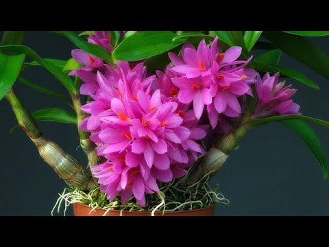 Video Người Nhật tạo ra dòng lan siêu nhỏ, thân đỏ, hoa đỏ,... - youtube