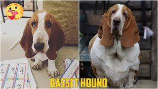 😍 Basset Hound 😂 - Funny and Cute Basset Videos 2020 #2 by Fuuny Dogs HD 822 views 3 years ago 6 minutes, 18 seconds