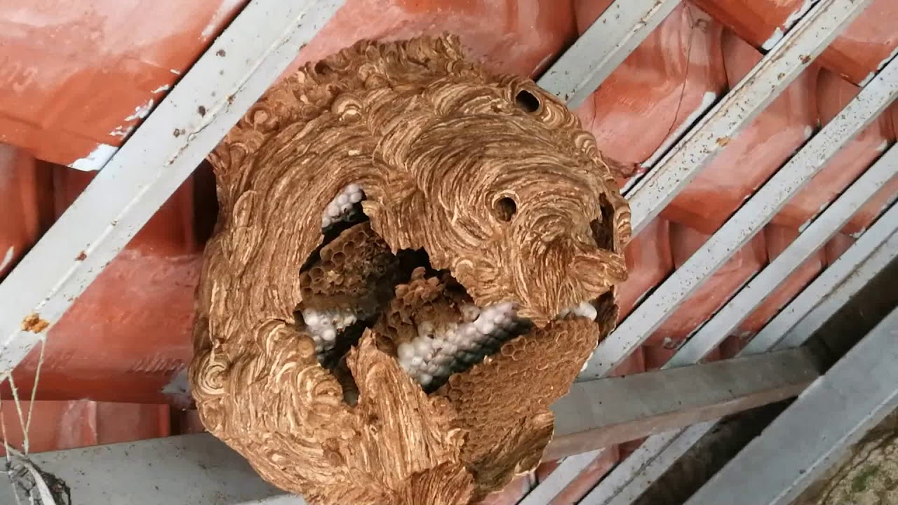 Nido gigante di vespe e calabroni - YouTube