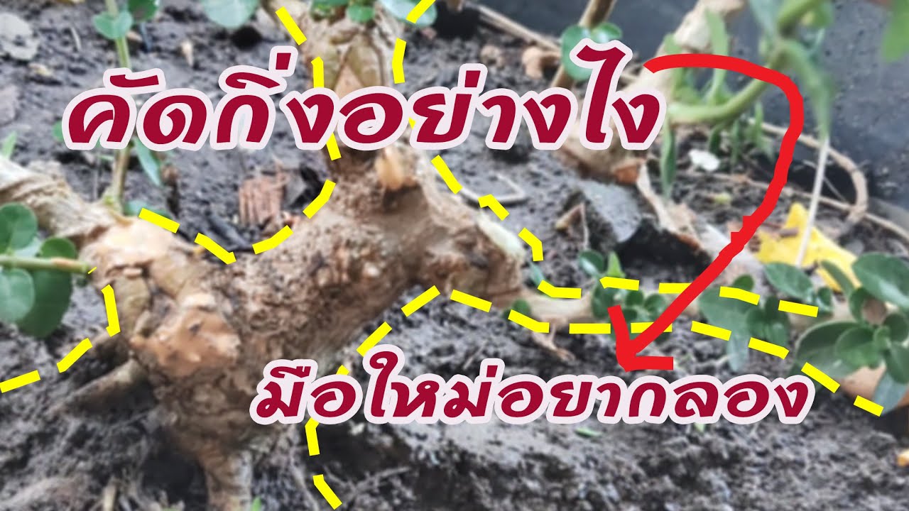 สร้างบอนไซ มือใหม่ต้องผ่าน คัดกิ่ง