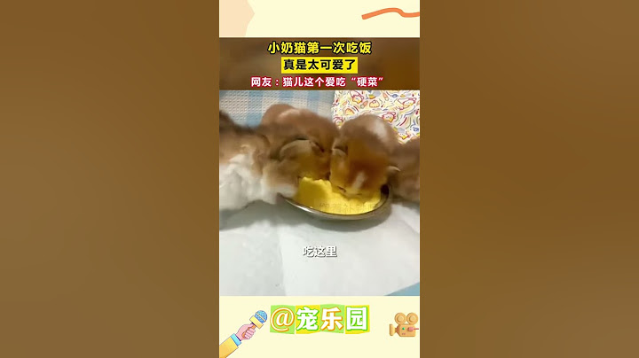 小奶猫第一次吃饭 真是太可爱了 网友：猫儿这个爱吃“硬菜” #宠乐园 #轻松一刻 #动物