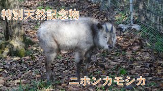 令和3年は丑年 特別天然記念物 ニホンカモシカの日常 ウシ科 Youtube