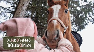 Благородные Лошадки Подворья