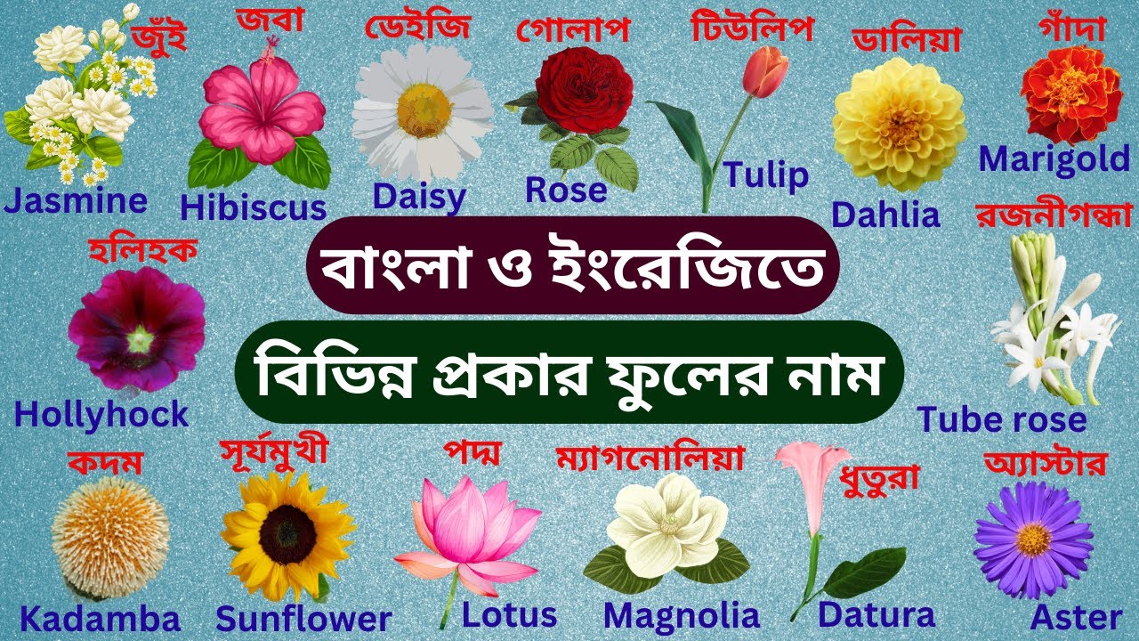 ৩০টি ফুলের নাম ফুলের নাম বাংলা এবং ইংরেজিতে Flowers name Bengali to