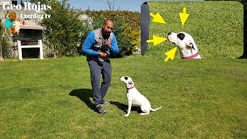 ¿Cómo disciplinar a mi cachorro que no escucha?