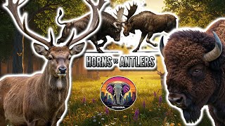 Differences Between Horns and Antlers | animal documentary