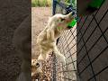 運動神経抜群のゴルパピ An extremely athletic golden retriever puppy #shorts