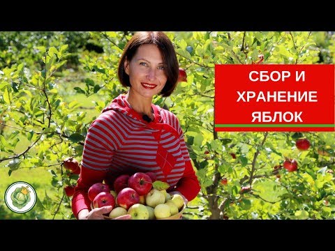 🍎Как правильно собирать яблоки и закладывать на зимнее хранение🍏