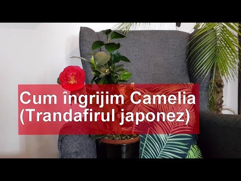 Video: Camelia japoneză - frumusețe înfloritoare