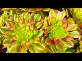 5/17/24 LELE’s SUCCULENT GARDEN | WELL ROOTED AEONIUM FOR SALE | Lele: (408) 883 5495