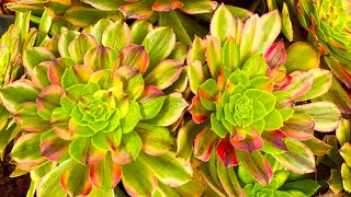 5/17/24 LELE’s SUCCULENT GARDEN | WELL ROOTED AEONIUM FOR SALE | Lele: (408) 883 5495 by LeLe's Succulents USA 1,409 views 2 days ago 16 minutes