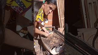 plantando alho em vaso