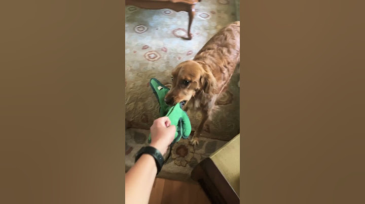 My dog is a menace