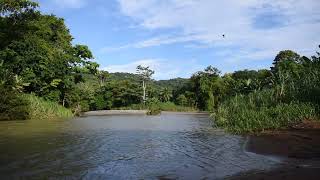 Early Morning Tropical River Side Contemplation - Indian Flute Instrumental Music - 4k HD