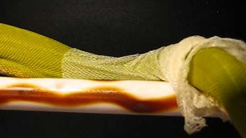 Green Tree Python shedding