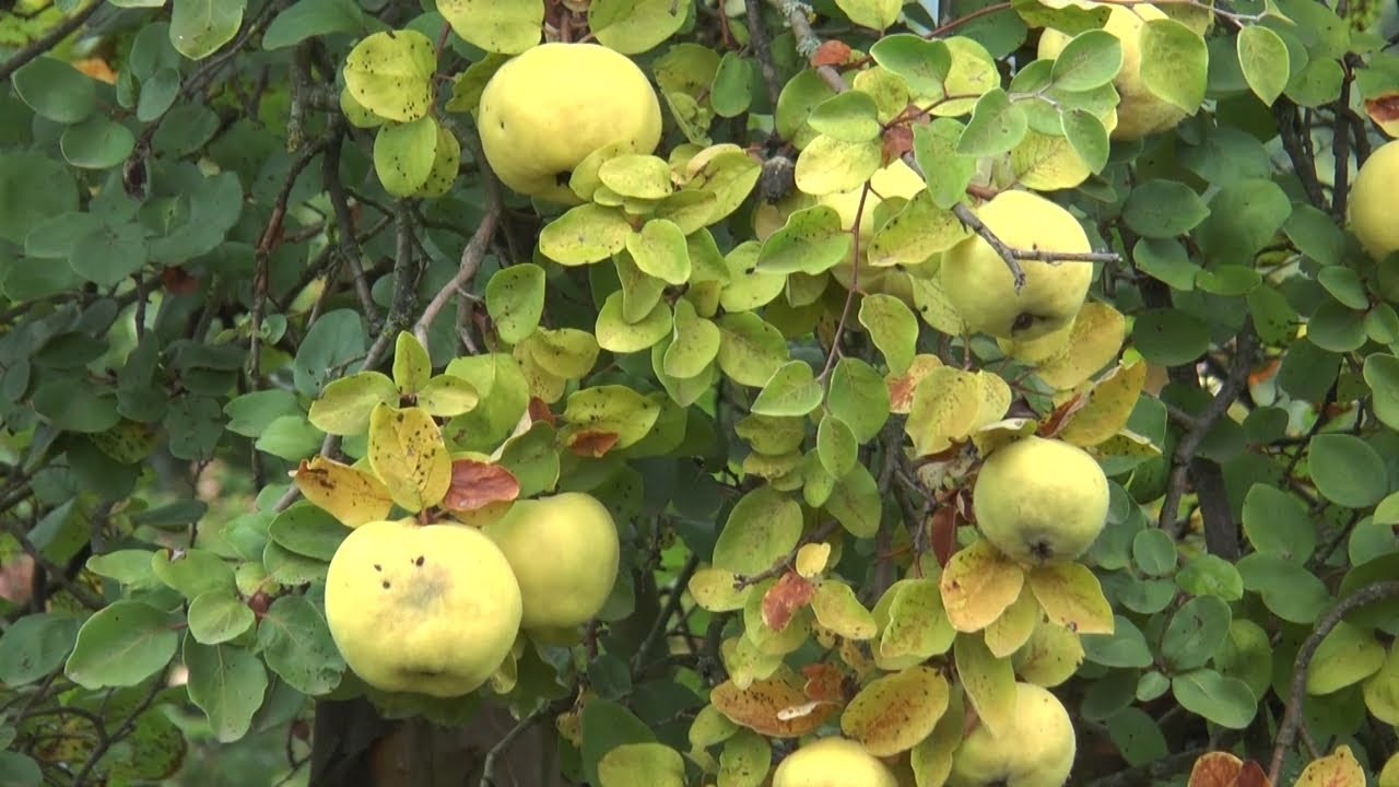 09.10.2021. Počinje berba Dunja