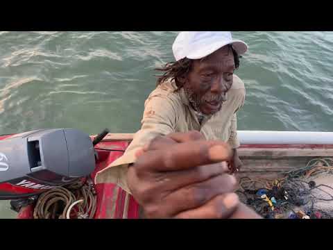 My Trip To Jamaica Pt. 01 @dynamq